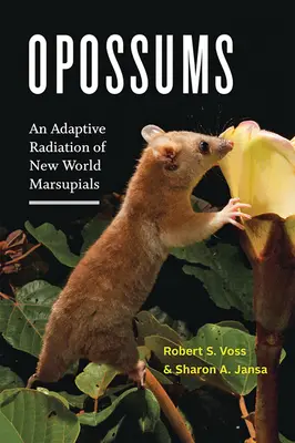 Opossums: Eine adaptive Radiation von Neuweltbeuteltieren - Opossums: An Adaptive Radiation of New World Marsupials