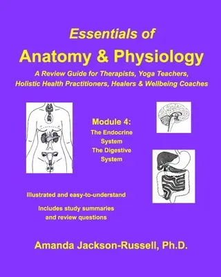 Grundlagen der Anatomie und Physiologie - Ein Leitfaden zur Wiederholung - Modul 4 - Essentials of Anatomy and Physiology - A Review Guide - Module 4