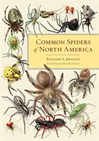 Gewöhnliche Spinnen Nordamerikas - Common Spiders of North America