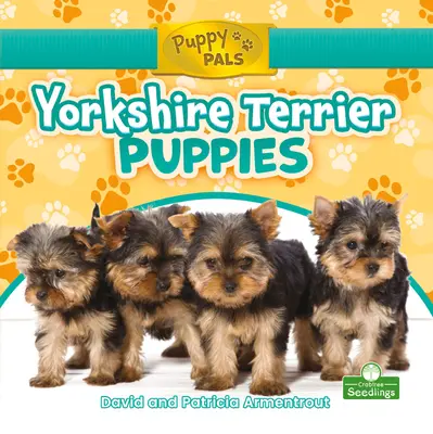 Yorkshire-Terrier-Welpen - Yorkshire Terrier Puppies