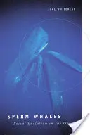 Pottwale: Soziale Evolution im Ozean - Sperm Whales: Social Evolution in the Ocean