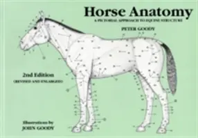 Anatomie des Pferdes: Ein bildlicher Zugang zur Struktur des Pferdes - Horse Anatomy: A Pictorial Approach to Equine Structure