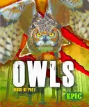 Eulen - Owls