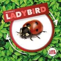 Marienkäfer - Ladybird