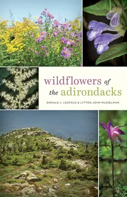 Wildblumen in den Adirondacks - Wildflowers of the Adirondacks