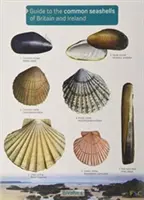 Führer zu den Muscheln Großbritanniens und Irlands - Guide to the Common Seashells of Britain and Ireland