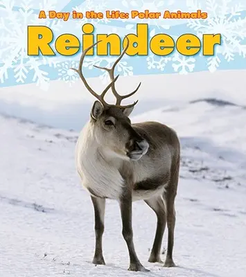 Rentier - Reindeer