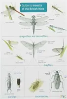 Leitfaden für Insekten auf den Britischen Inseln - Guide to Insects of the British Isles