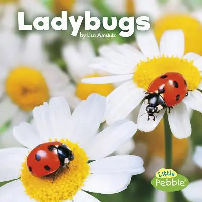 Marienkäfer - Ladybugs