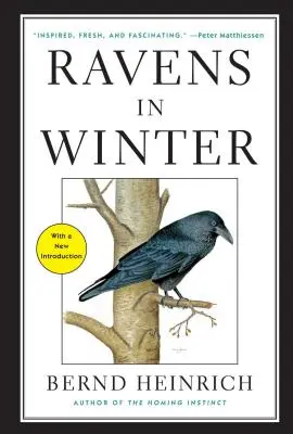 Raben im Winter - Ravens in Winter