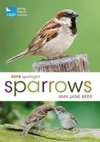 Rspb Spotlight Spatzen - Rspb Spotlight Sparrows