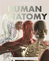 Illustrierte menschliche Anatomie: Der maßgebliche visuelle Leitfaden für den menschlichen Körper - Illustrated Human Anatomy: The Authoritative Visual Guide to the Human Body