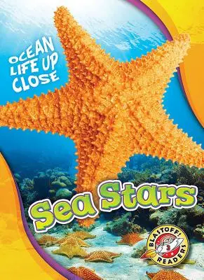 Seesterne - Sea Stars