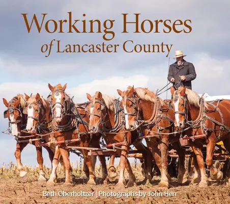 Arbeitspferde von Lancaster County - Working Horses of Lancaster County