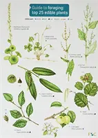 Leitfaden zur Nahrungssuche: Die 25 besten essbaren Pflanzen - Guide to Foraging: Top 25 Edible Plants