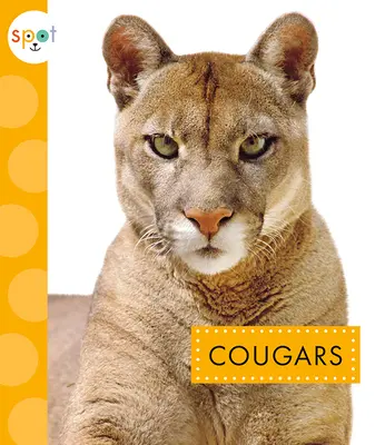 Pumas - Cougars