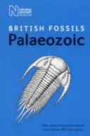 Britische Fossilien aus dem Paläozoikum - British Palaeozoic Fossils