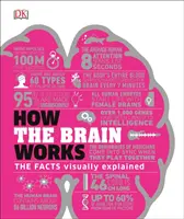 Wie das Gehirn funktioniert - Die Fakten visuell erklärt - How the Brain Works - The Facts Visually Explained
