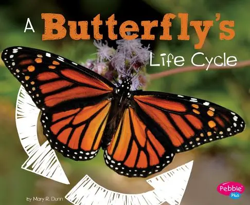 Der Lebenszyklus eines Schmetterlings - A Butterfly's Life Cycle