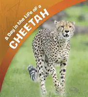 Ein Tag im Leben eines Geparden - Day in the Life of a Cheetah