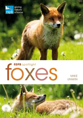 Rspb Spotlight: Füchse - Rspb Spotlight: Foxes