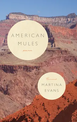 Amerikanische Maultiere - American Mules