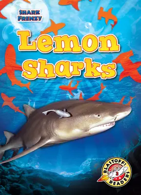 Zitronenhaie - Lemon Sharks