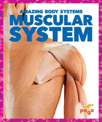 Das Muskelsystem - Muscular System