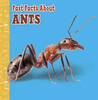 Schnelle Fakten über Ameisen - Fast Facts About Ants