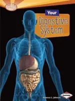 Ihr Verdauungssystem - Your Digestive System