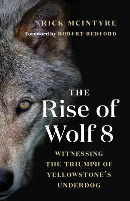 Der Aufstieg des Wolfes 8: Der Triumph des Underdogs von Yellowstone - The Rise of Wolf 8: Witnessing the Triumph of Yellowstone's Underdog