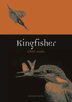 Eisvogel - Kingfisher