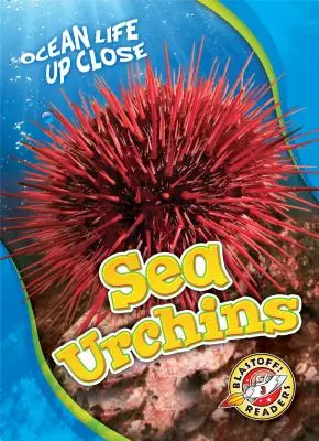 Seeigel - Sea Urchins