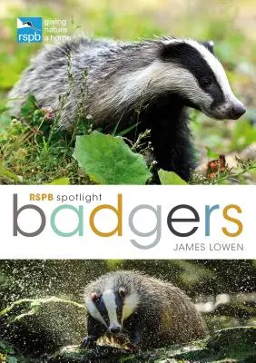 Rspb Spotlight: Dachse - Rspb Spotlight: Badgers