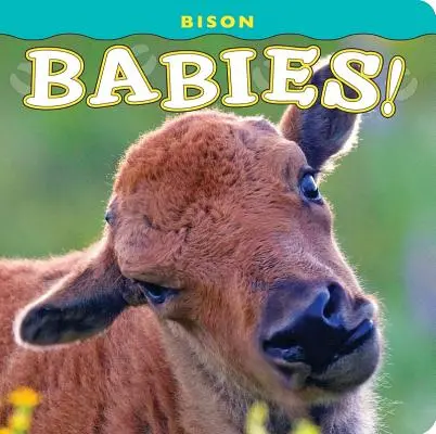 Bison-Babys! - Bison Babies!