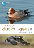 Rspb Spotlight Enten und Gänse - Rspb Spotlight Ducks and Geese