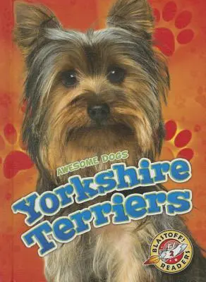 Yorkshire Terrier - Yorkshire Terriers