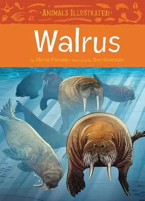 Illustrierte Tiere: Walross - Animals Illustrated: Walrus