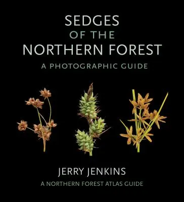 Seggen des nördlichen Waldes: Ein fotografischer Leitfaden - Sedges of the Northern Forest: A Photographic Guide