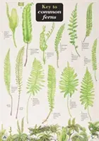 Schlüssel zu häufigen Farnarten - Key to Common Ferns