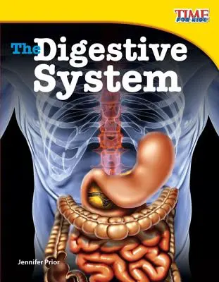 Das Verdauungssystem - The Digestive System