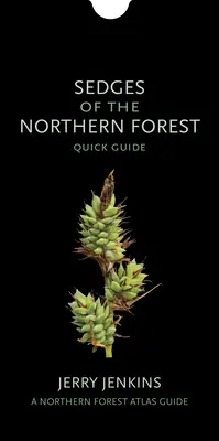 Seggen des nördlichen Waldes: Kurzanleitung - Sedges of the Northern Forest: Quick Guide