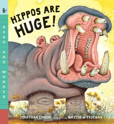 Nilpferde sind riesig! - Hippos Are Huge!