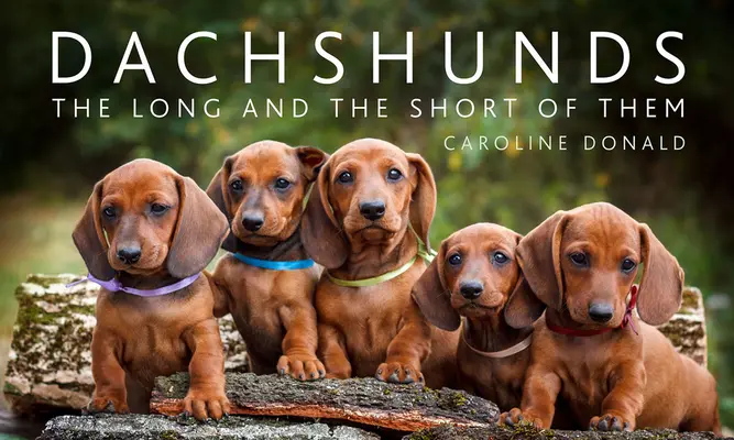 Dackel: Das große und das kleine Einmaleins - Dachshunds: The Long and the Short of Them