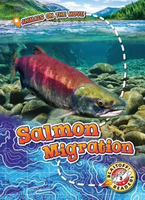 Lachswanderung - Salmon Migration