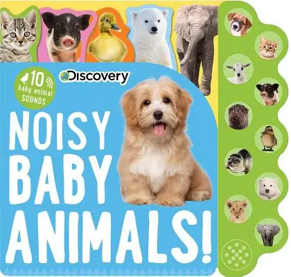 Entdeckung: Laute Babytiere! - Discovery: Noisy Baby Animals!