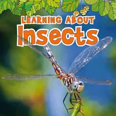 Lernen über Insekten - Learning about Insects