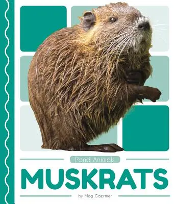 Bisamratten - Muskrats