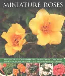 Miniatur-Rosen - Miniature Roses