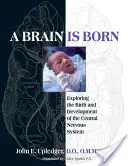 Ein Gehirn wird geboren: Erforschung der Geburt und Entwicklung des zentralen Nervensystems - A Brain Is Born: Exploring the Birth and Development of the Central Nervous System